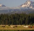 Black Butte Ranch - cattle