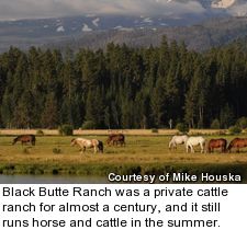 Black Butte Ranch - cattle