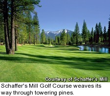 Schaffer's Mill Golf Course - pines